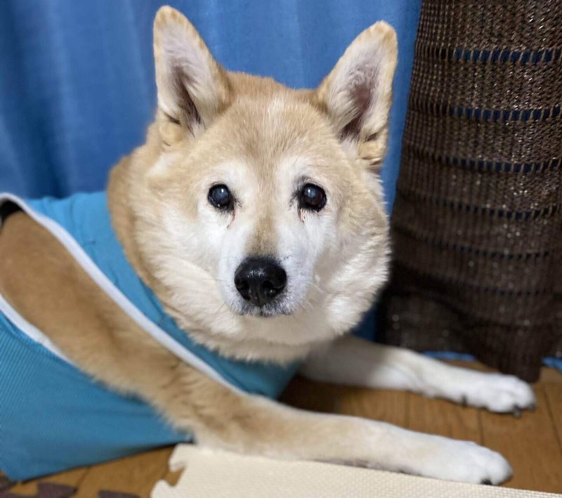 世界で一番可愛い犬 なつた Note 世界で一番可愛い犬 なつた Note