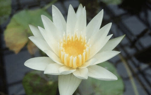 睡蓮の花言葉は 清純な心 信頼 信仰 見た目のイメージにぴったりですね 色別の花言葉 もあり 上記のほかに 優しさ 甘美 というのもあるとか 逆に花言葉がない色もあるらしく 違いがあって面白い 藤本絵里菜 Note 睡蓮の花言葉は 清純な心 信頼 信仰 見た目のイメージにぴったりですね 色別の花言葉 もあり 上記のほかに 優しさ 甘美 というのもあるとか 逆に花言葉がない色もあるらしく 違いがあって面白い 藤本絵里菜 Note