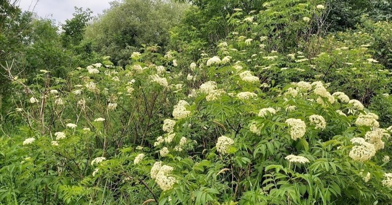 トロントにゆかりのある シートンの動物記 のシートン先生にあやかって ヨッシーの植物記 1 たなかよしあき Note トロントにゆかりのある シートンの動物記 のシートン先生にあやかって ヨッシーの植物記 1 たなかよしあき Note