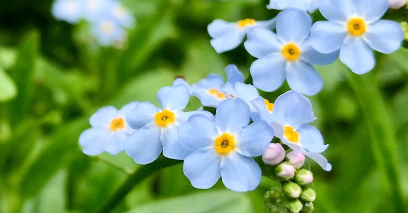忘れな草 の新着タグ記事一覧 Note つくる つながる とどける 忘れな草 の新着タグ記事一覧 Note つくる つながる とどける