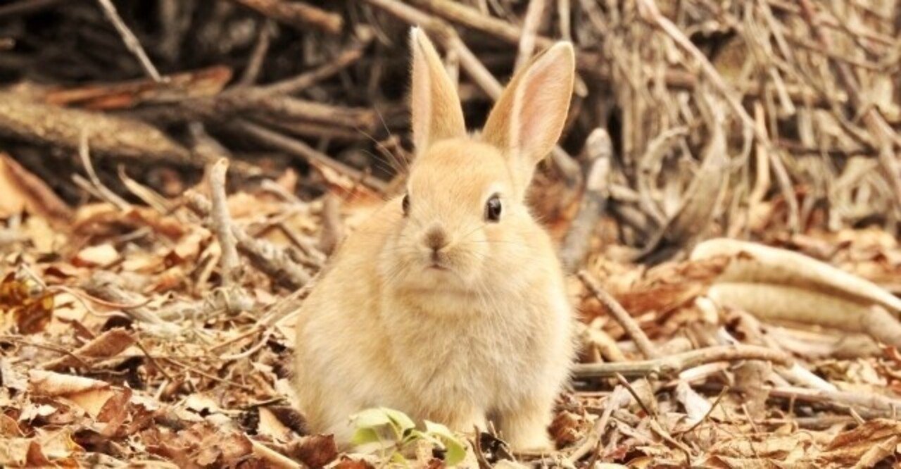 動物の名前でも気付く日本語の総称の包括力 あの昔話の英語名を知れば分かる Sacha スペイン語 英語 日本語 Note 動物の名前でも気付く日本語の総称の包括力 あの昔話の英語名を知れば分かる Sacha スペイン語 英語 日本語 Note