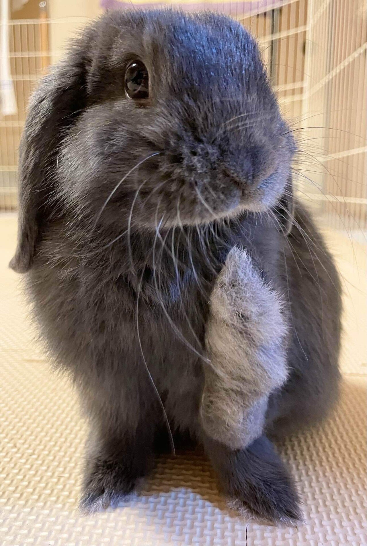 うさぎ用語まとめ げーらびーず Note うさぎ用語まとめ げーらびーず Note