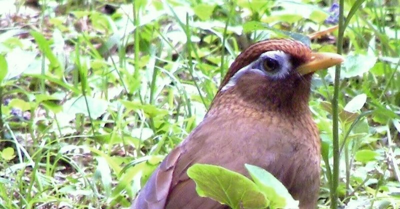 鎌倉の野鳥コレクション14 目の周りが白い茶色の鳥 ガビチョウ おおたしじみ Note