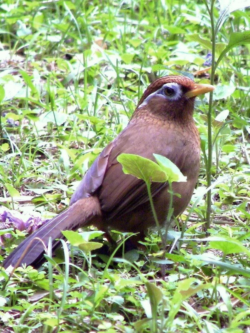 鎌倉の野鳥コレクション14 目の周りが白い茶色の鳥 ガビチョウ おおたしじみ Note