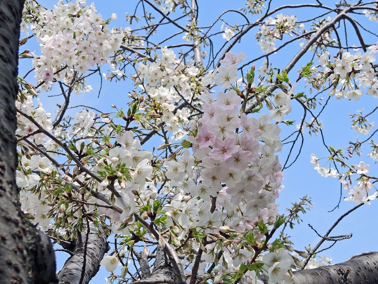 「新コロ」禍の桜（江東区、青海）-1-21.03-edited-1