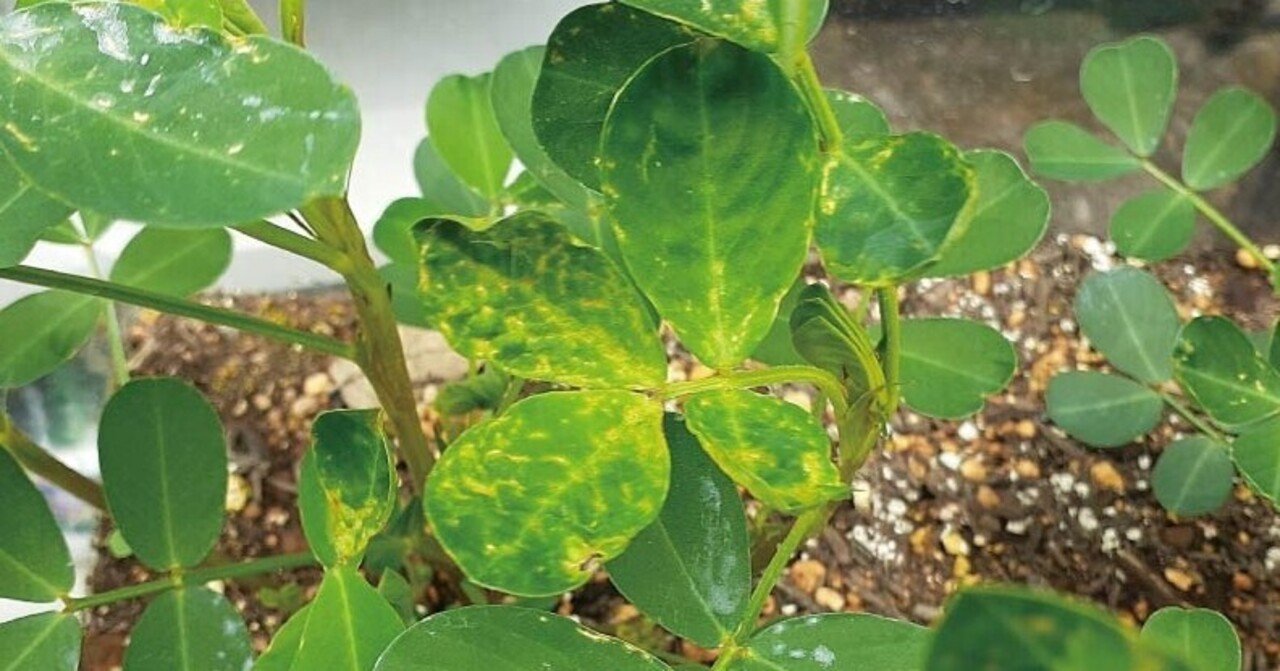 むっ 病いだ ー落花生生育日記ー ありも 千葉の落花生企画屋さん Note むっ 病いだ ー落花生生育日記ー ありも 千葉の落花生企画屋さん Note