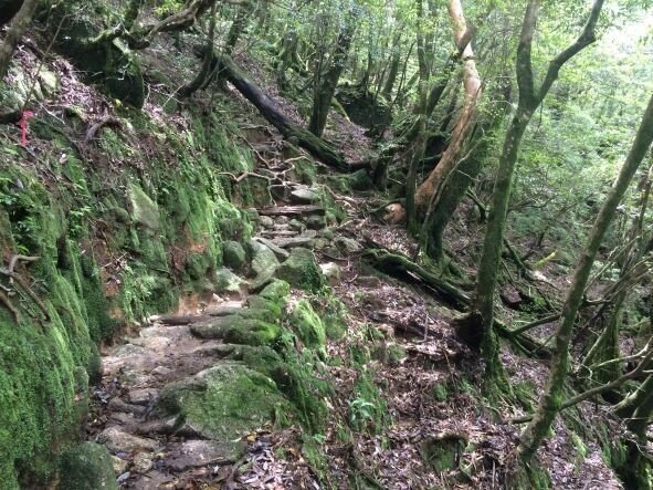 もののけ姫の舞台 白谷雲水峡 から学ぶ 向山雄治 Yuji Mukaiyama Note