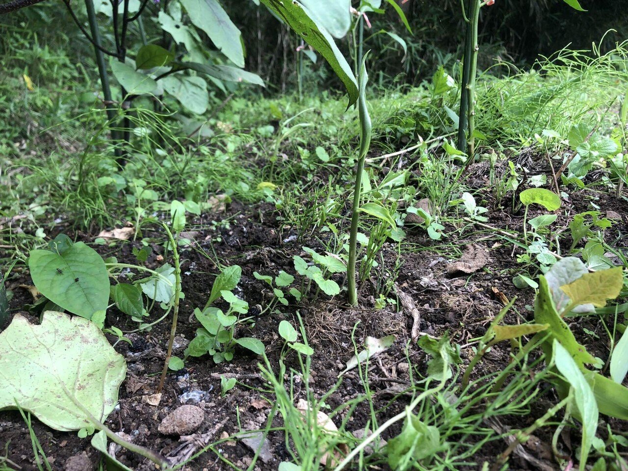 生姜の発芽と草刈り Muna Farm 無農薬自給自足 Note