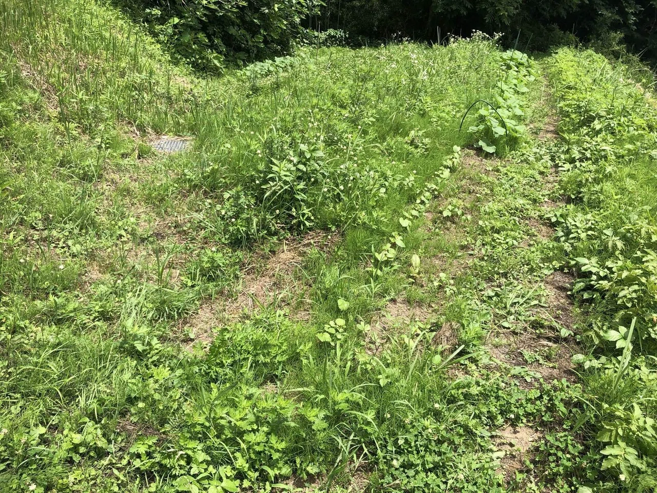 生姜の発芽と草刈り Muna Farm 無農薬自給自足 Note