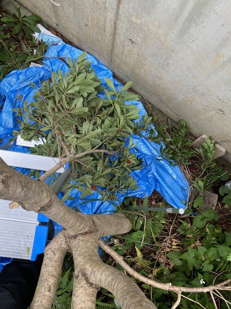 ヤマモモは夏の準備に使えそう カレイド Note