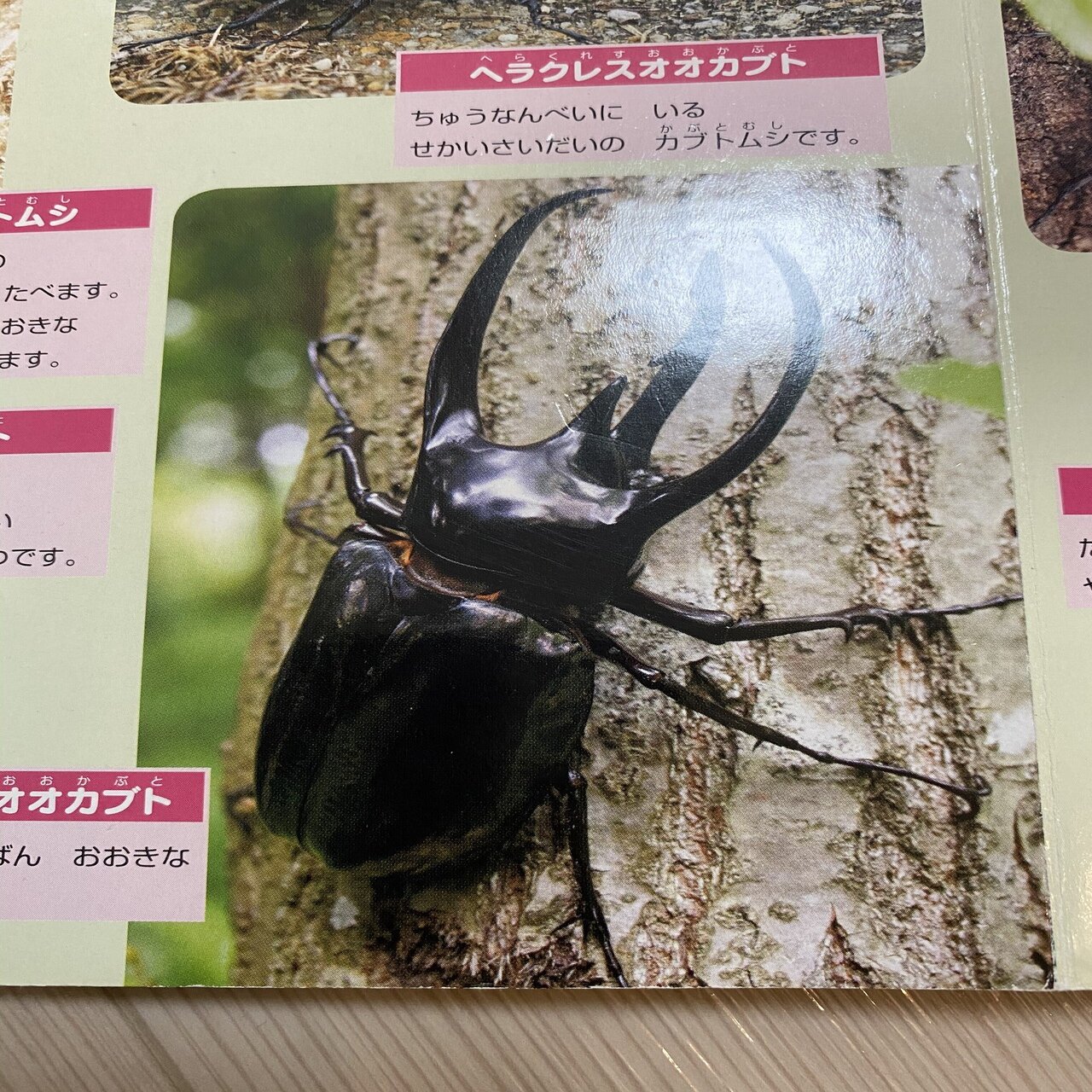 コーカサスオオカブトカード 004 青背景 コーカサスオオカブトカード