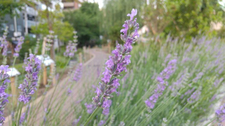 ブログ[まつりとりっぷ]では散歩をしていると出会う事ができる植物をご紹介しています。
#散歩で出会う植物
#まつりとりっぷ
#オニユリ
#7月上旬
https://j-matsuri.com/