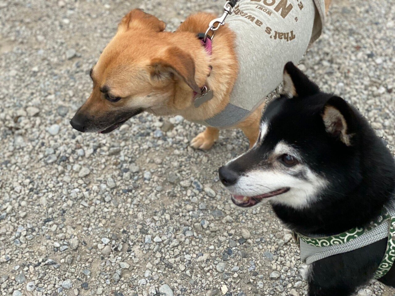 ごめんね と言いたい でも 謝りたいわけではない 謝る必要はないし 謝られても困ることはわかっている でも言いたい なぜなんだ 別になにか言葉を返して欲しいわけでもない 言いたいだけ ってあるんだなぁ 古川音 Note