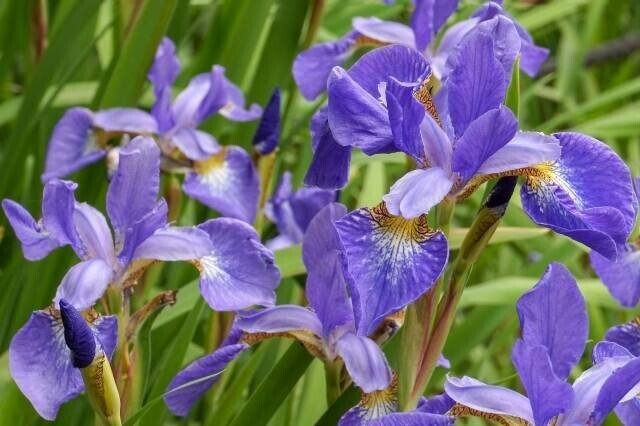 アヤメ 菖蒲 かきつばた ハナショウブ 石川 味季 Note