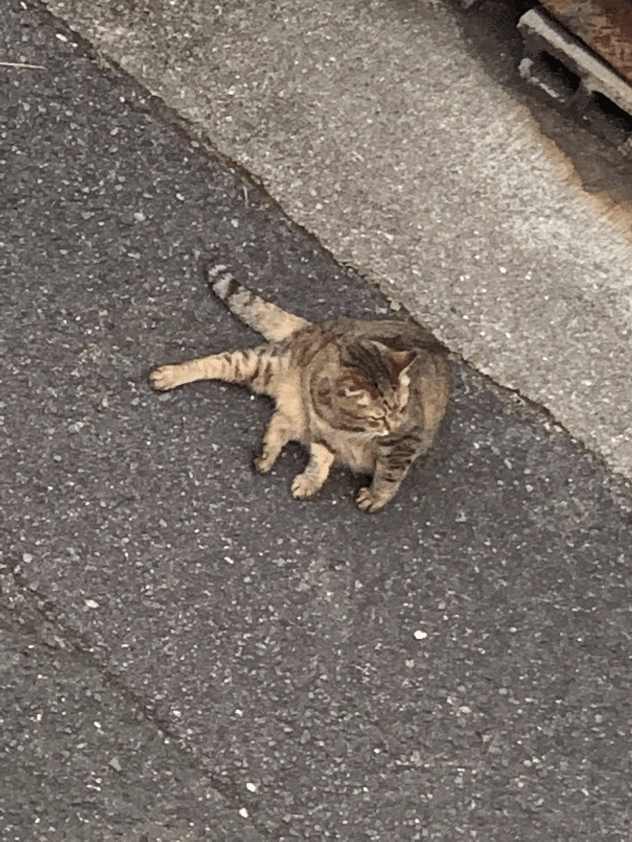 今日のにゃんこ Nakagaki Note 今日のにゃんこ Nakagaki Note