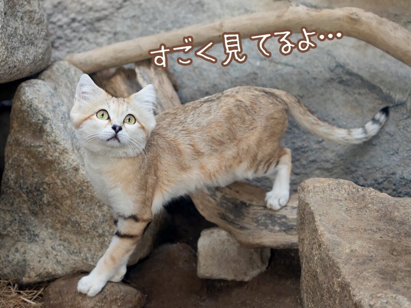 砂漠の天使 スナネコ を撮ってみた どうぶつzoo館 動物写真 Note