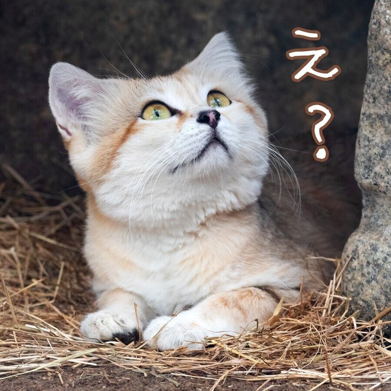 砂漠の天使 スナネコ を撮ってみた どうぶつzoo館 動物写真 Note