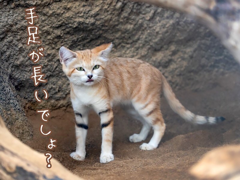 砂漠の天使 スナネコ を撮ってみた どうぶつzoo館 動物写真 Note 砂漠の天使 スナネコ を撮ってみた どうぶつzoo館 動物写真 Note