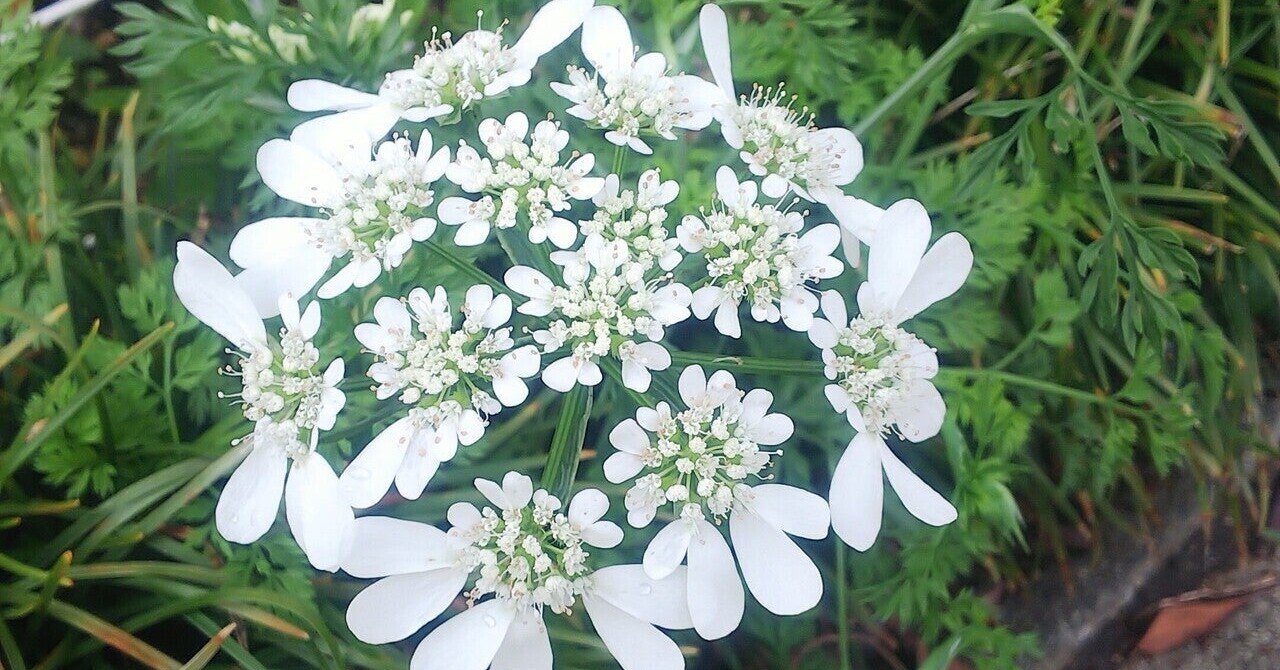 ホワイトレースフラワー（ドクゼリモドキ）｜あおはくたき