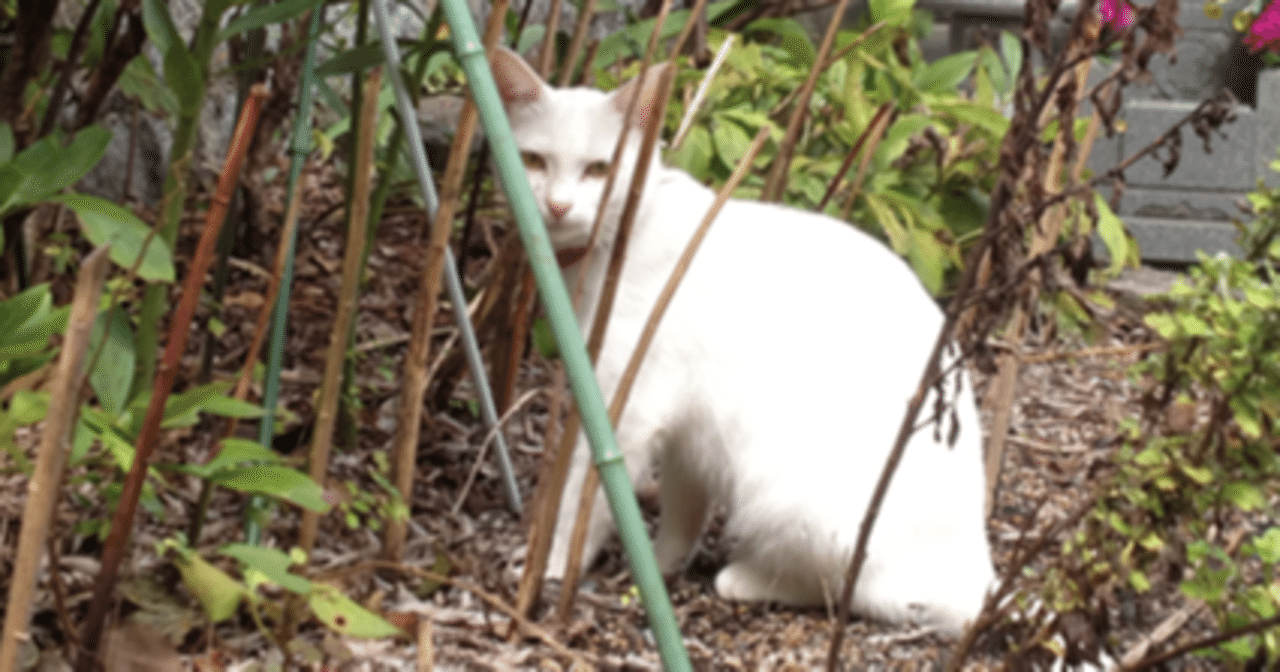 前編】ファミ通町内会にネタ投稿を始めて景品と交換するまでの記録