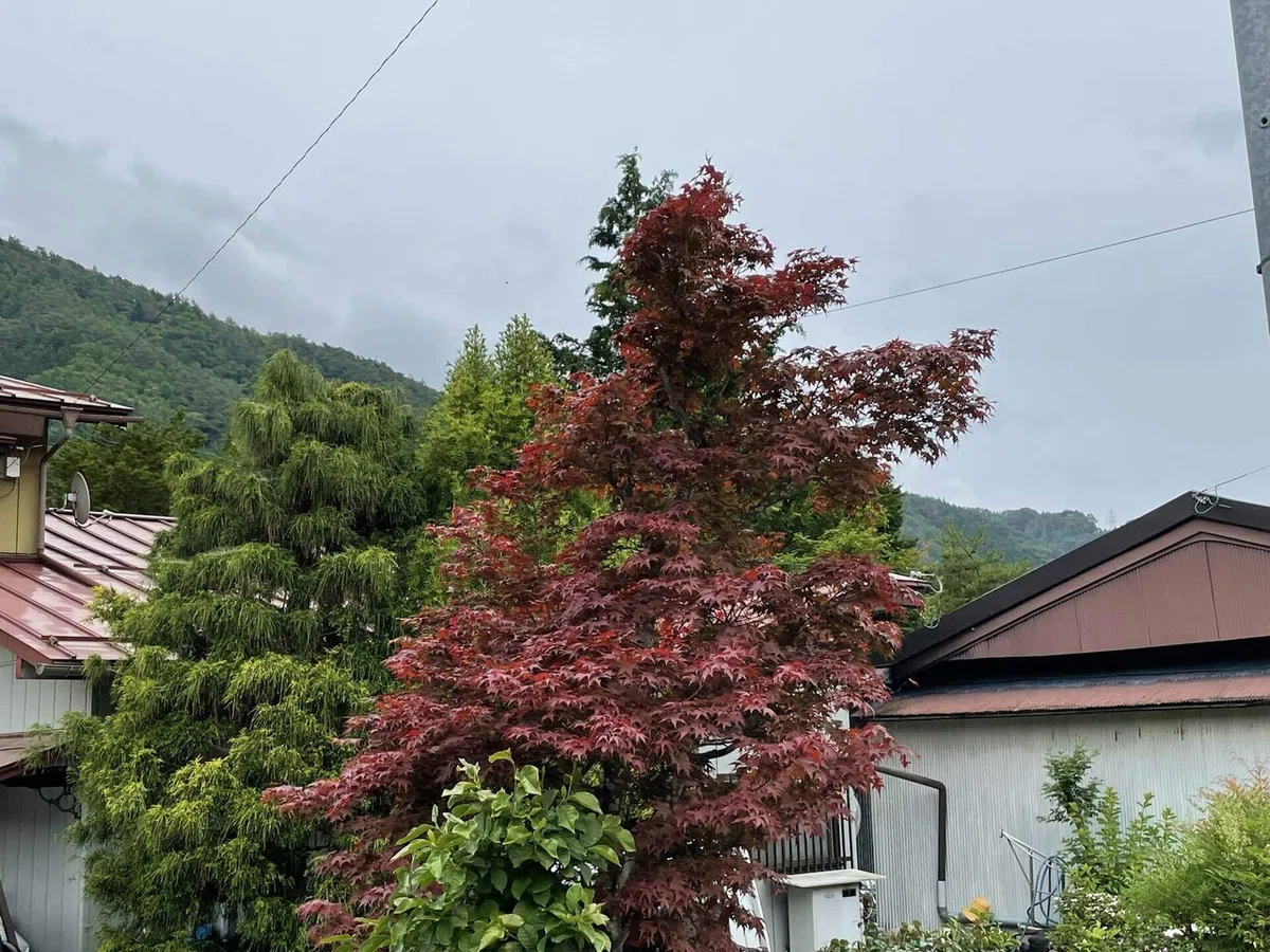 画像54