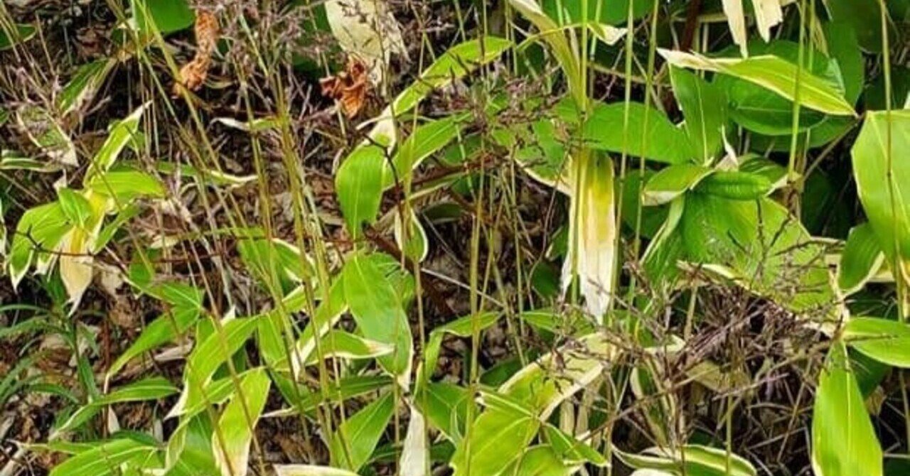 60年に一度の奇跡 笹の花 竹の花 木と生き物観察記録 はなもく散歩 Note