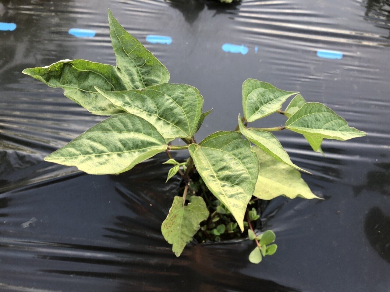 野菜の病気が心配だが固定種の力を信じてみることにした 永井冬星 Note 野菜の病気が心配だが固定種の力を信じてみることにした 永井冬星 Note