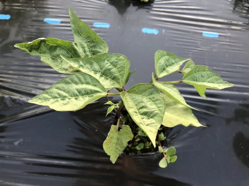 野菜の病気が心配だが固定種の力を信じてみることにした 永井冬星 Note