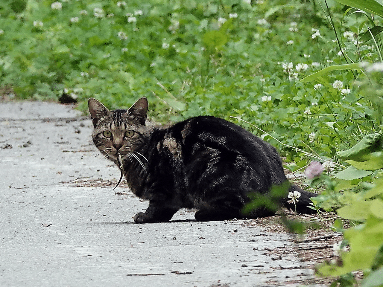 猫 Koro Note 猫 Koro Note