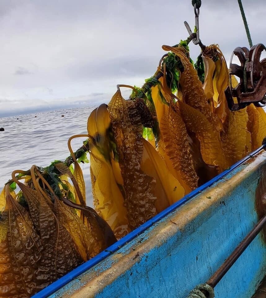 昆布の季節がやってきた 羅臼からの便り 松田真枝 Note 昆布の季節がやってきた 羅臼からの便り 松田真枝 Note