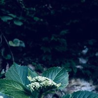 魔除けの意味 柊木 鹿鳴 Note