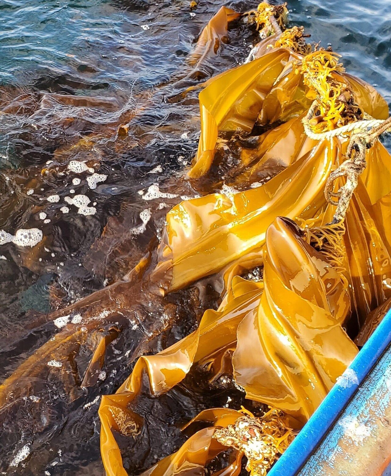 昆布の季節がやってきた 羅臼からの便り 松田真枝 Note 昆布の季節がやってきた 羅臼からの便り 松田真枝 Note