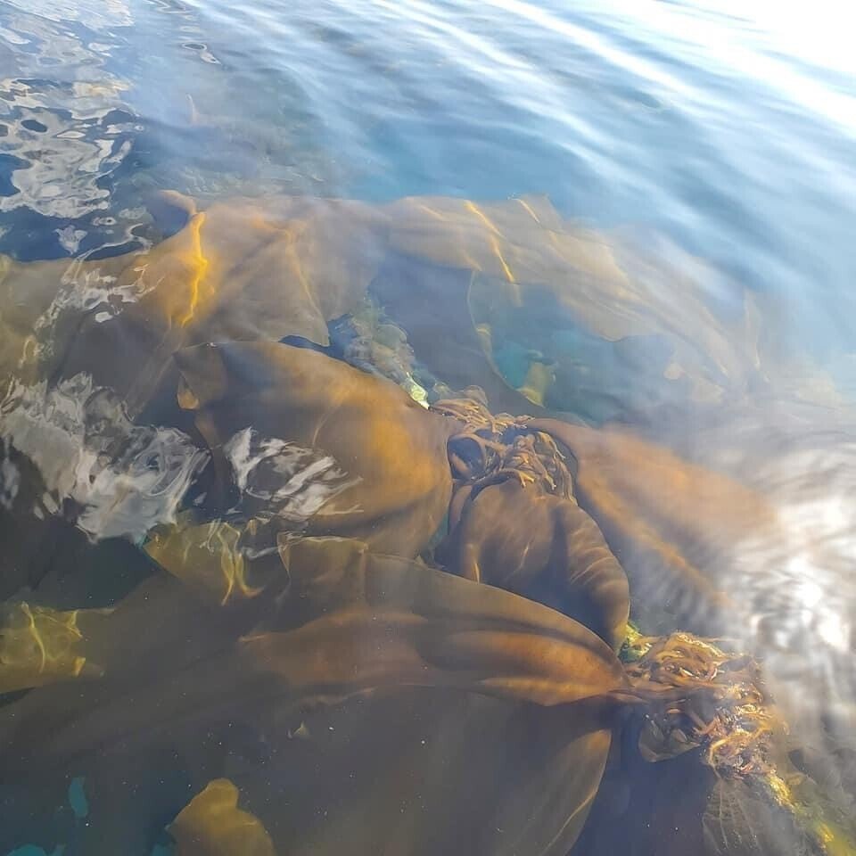 昆布の季節がやってきた 羅臼からの便り 松田真枝 Note 昆布の季節がやってきた 羅臼からの便り 松田真枝 Note