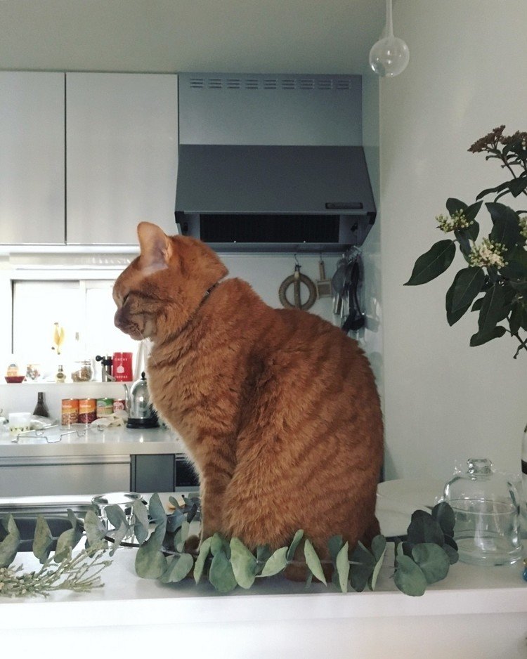 キッチンカウンターにいつもはないモノ（葉っぱ、木の枝…）が置かれていた、わざわざそこに座る弟猫（チビ）。もちろん置いたのはママ
