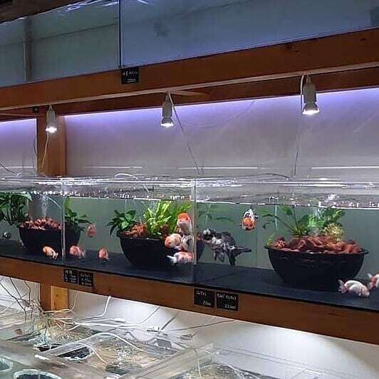 金魚什器のろ過器について 極光金魚展 Note