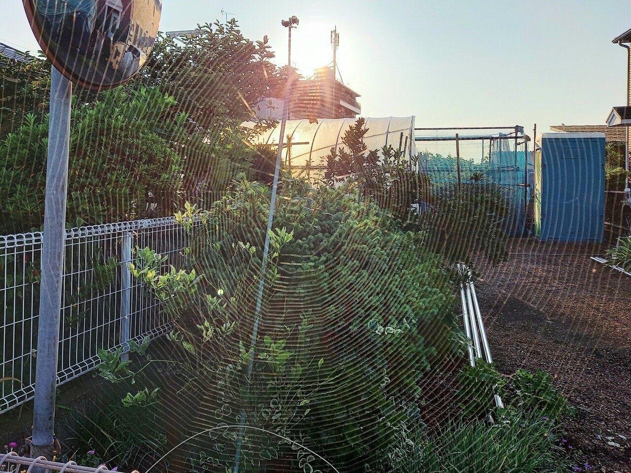 散策中に大きくて綺麗な蜘蛛の巣 発見 いろんな角度で撮ってみたけど これが限界 画像をタップしてアップにすれば辛うじて見えるかなぁ 雨雫が付いてたら綺麗 に撮れたかなぁ なんて思いました ご覧いただ 柘榴 Note