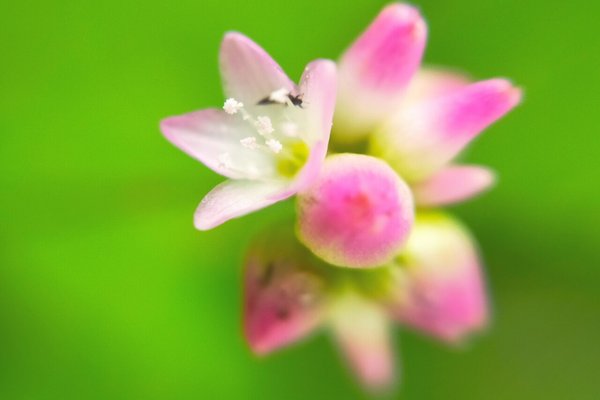 ミゾソバの花言葉は純粋 の新着タグ記事一覧 Note つくる つながる とどける ミゾソバの花言葉は純粋 の新着タグ記事一覧 Note つくる つながる とどける