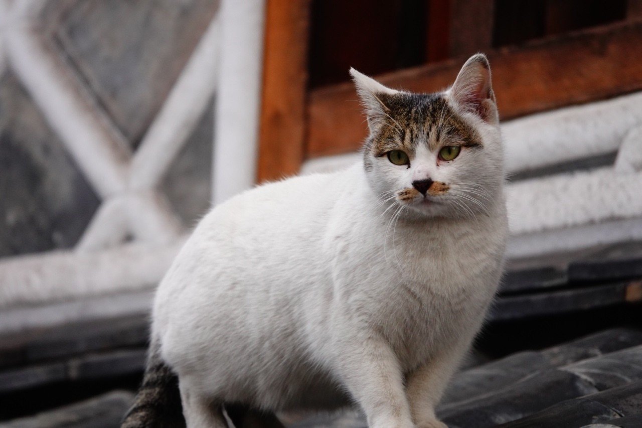 屋根の上の猫 鉄道動画と日常の記録用紙 動画付 Note 屋根の上の猫 鉄道動画と日常の記録用紙 動画付 Note