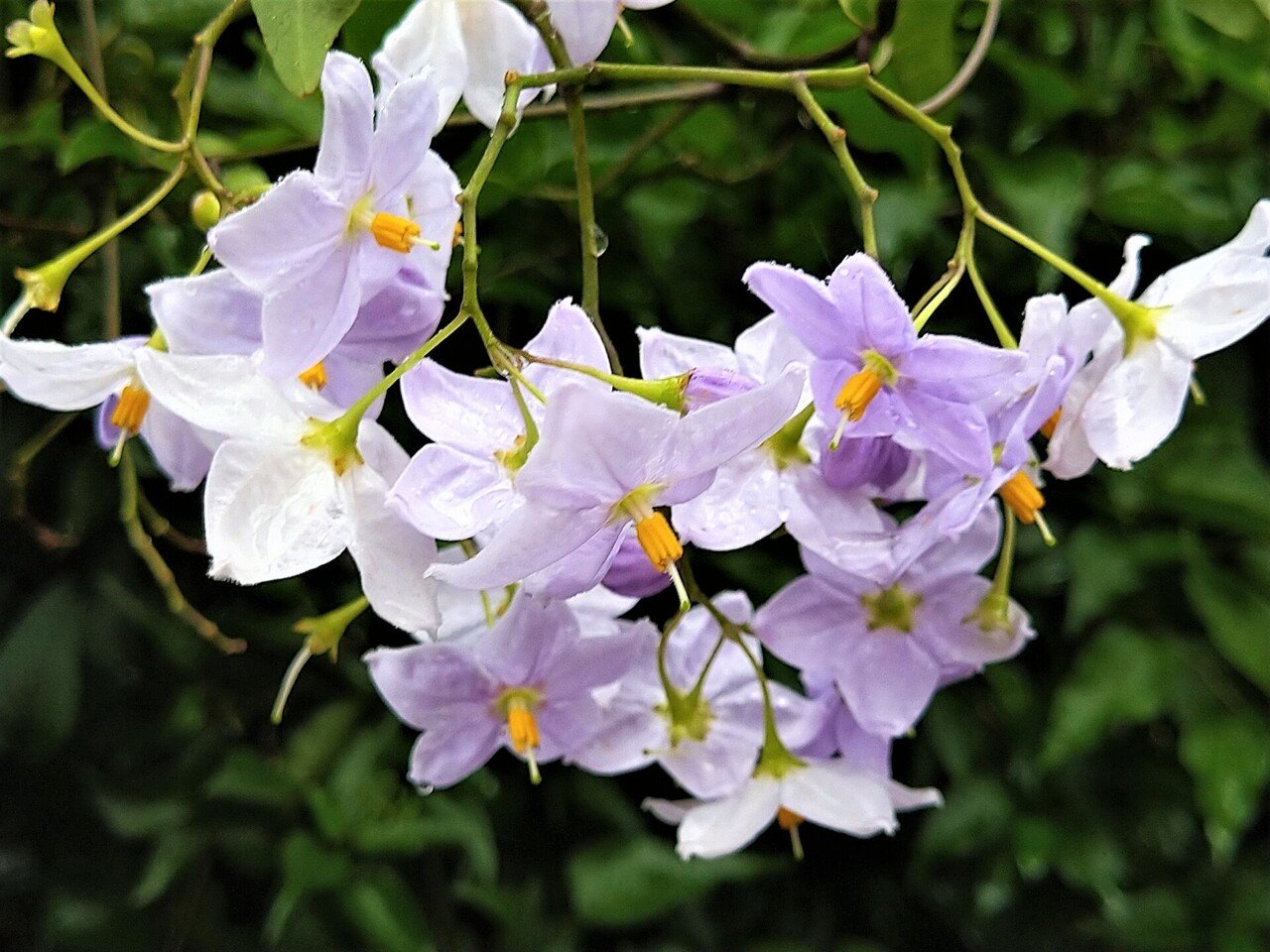 6月28日 こんにちは ポン太です 今日の誕生花の紹介です 誕生花 ツルハナナス 花言葉 さみしがりや 微笑み ポン太 人と人を繋ぐカウンセラー Note 6月28日 こんにちは ポン太です 今日の誕生花の紹介です 誕生花 ツルハナナス 花言葉 さみしがりや 微笑み ポン太 人と人を繋ぐカウンセラー Note