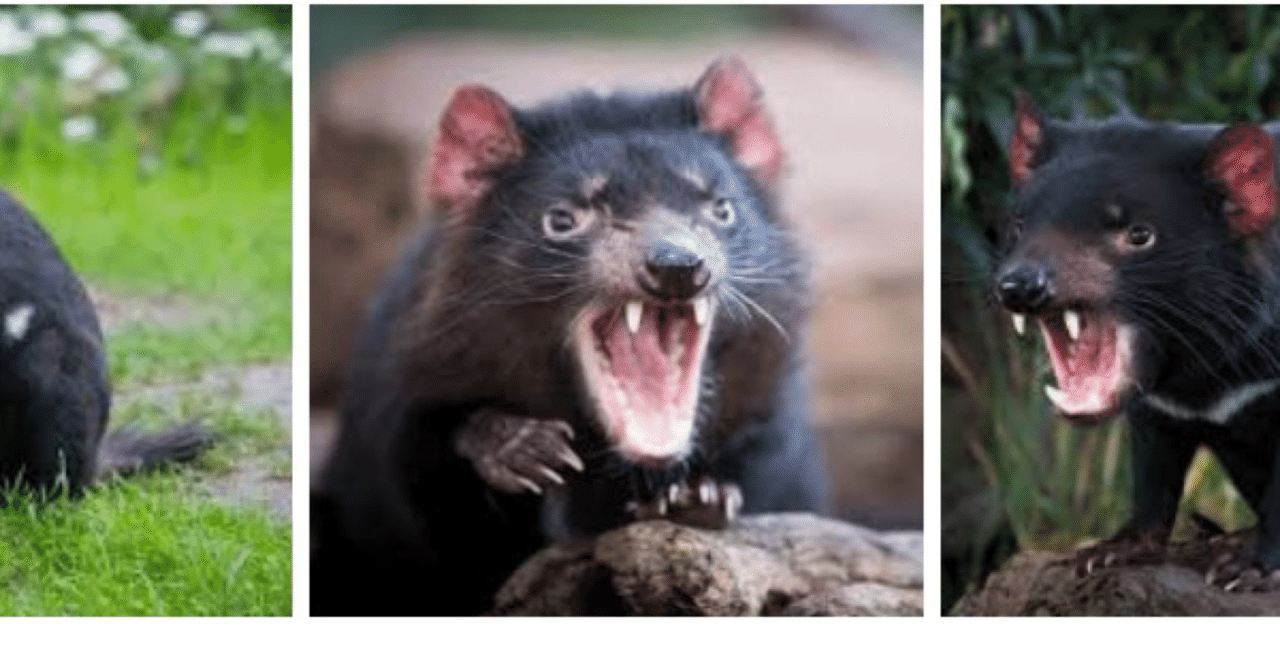 タスマニアデビル 晴栄 Note タスマニアデビル 晴栄 Note