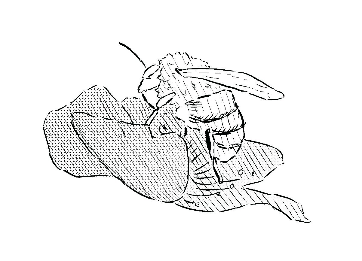 ハチ