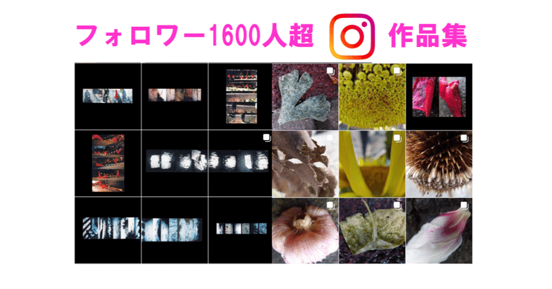 フォロワー1600人💚インスタ写真紹介