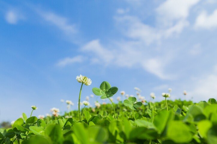四つ葉のクローバーの花言葉 の新着タグ記事一覧 Note つくる つながる とどける