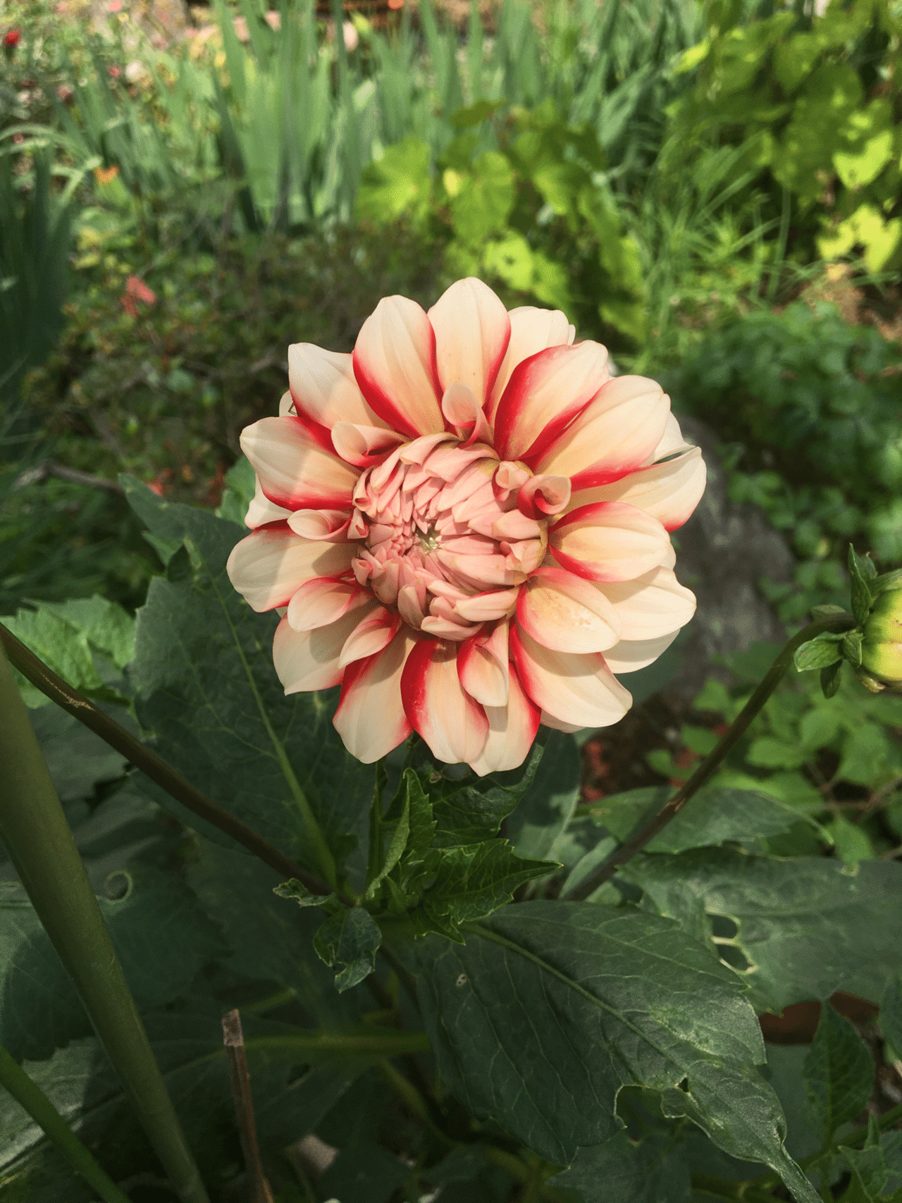 ダリアの花が咲きました O 須崎真紀子 須崎旅館 Note ダリアの花が咲きました O 須崎真紀子 須崎旅館 Note