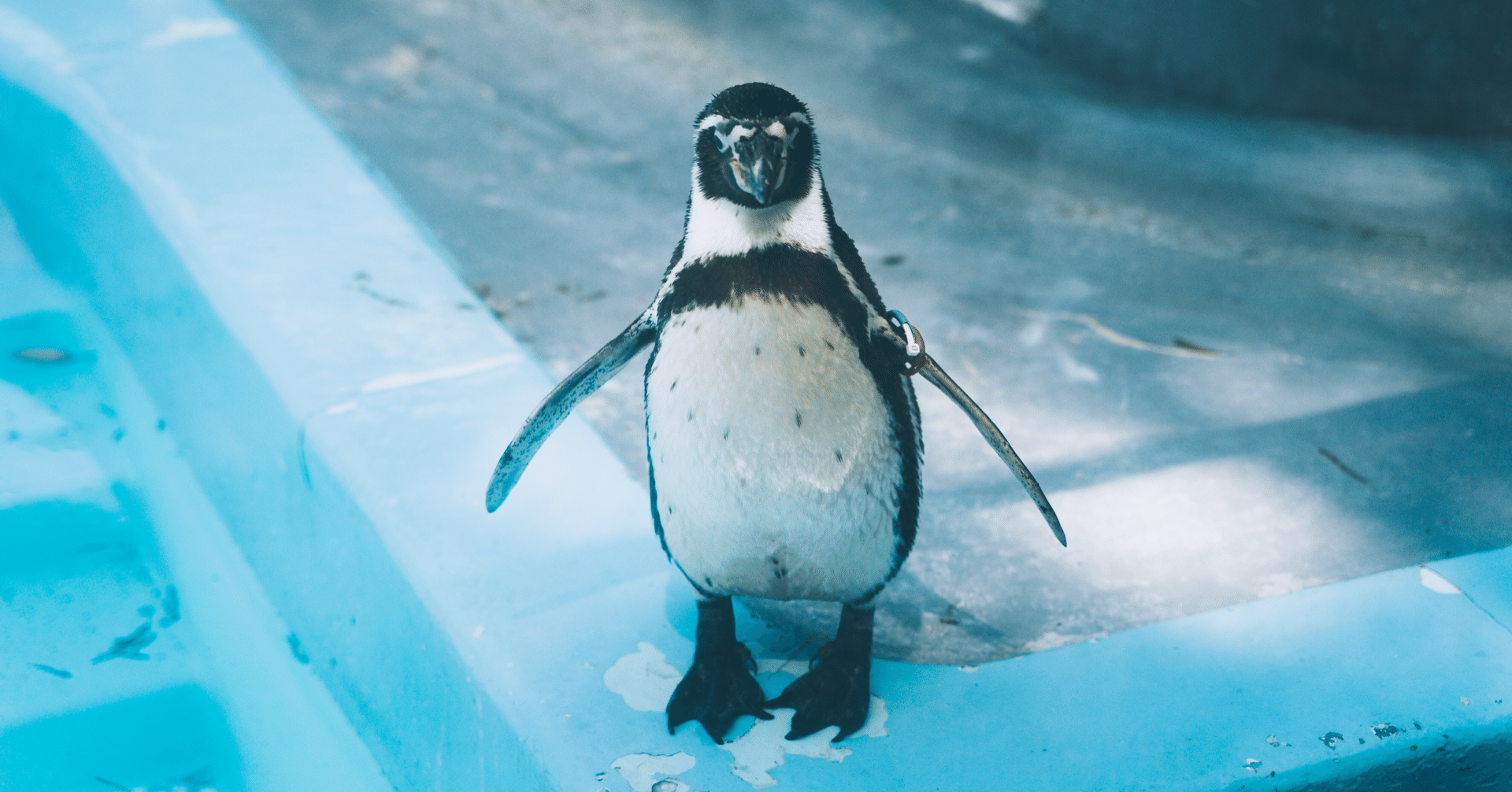 ファーストペンギン】最初に飛びこむ1羽の勇敢なペンギンに、最大限のリスペクトを。｜Curiosity