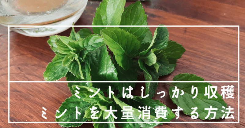 ミントはしっかり収穫 ミントを大量消費する方法 飲み物 食べ物編 ころの庭自然菜園ーハーブやアロマもー Note ミントはしっかり収穫 ミントを大量消費する方法 飲み物 食べ物編 ころの庭自然菜園ーハーブやアロマもー Note
