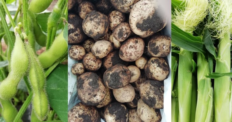 【今日の農園】 今年初の枝豆と二回目のジャガイモとヤングコーンを収穫！