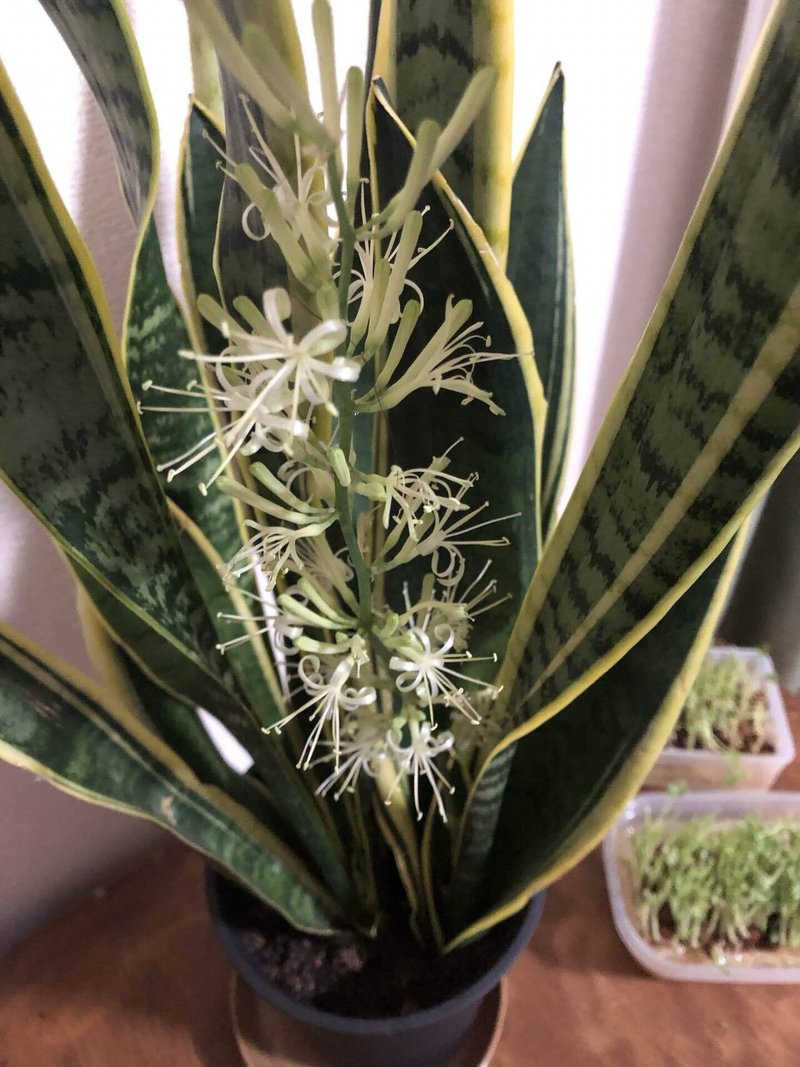 サンスベリアの花が咲く まき 主夫にあこがれて Note
