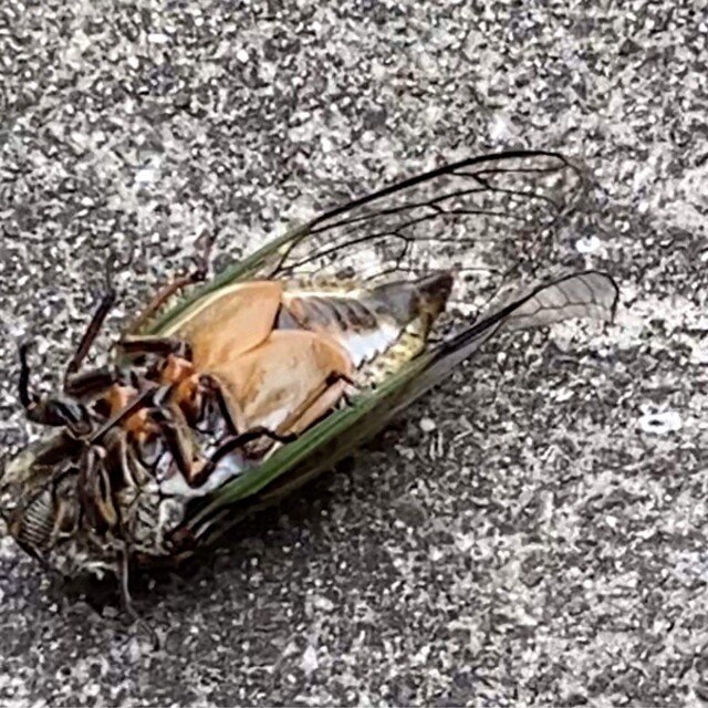 それぞれの立場を慮って言葉を選ぶ 蚊蜻蛉の今日の安心 安寧 Note