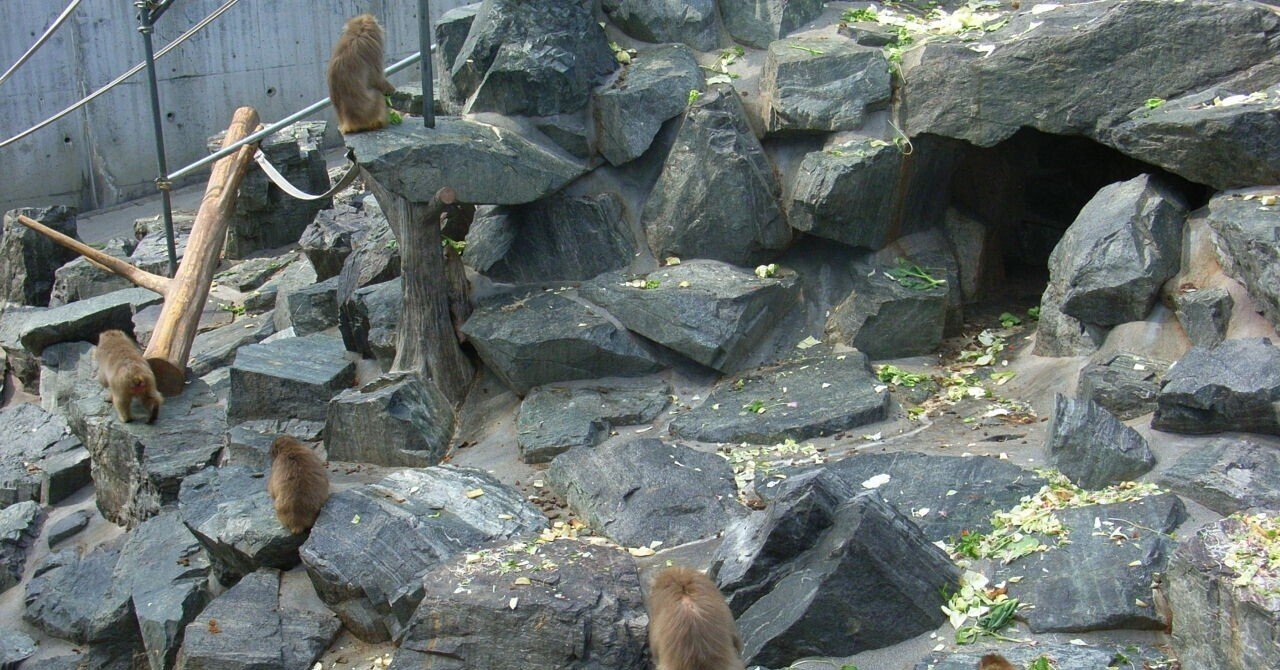 処女膜 動物学的人間像 裸のサル｜由良瓏砂